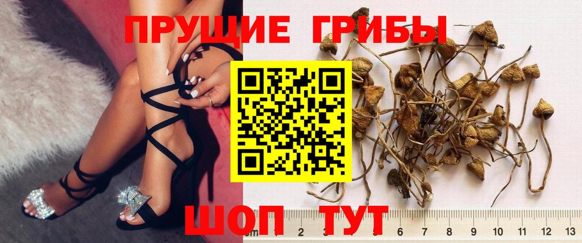 Котельники  Псилоцибиновые грибы мицелий  Вход с VPN  Псилоцибиновые грибы Cubensis 
